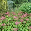Filipendula purpurea